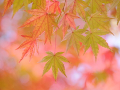染まり行く時