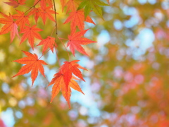 紅葉の集い