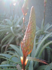 アロエの花