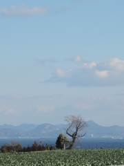 空と海と木