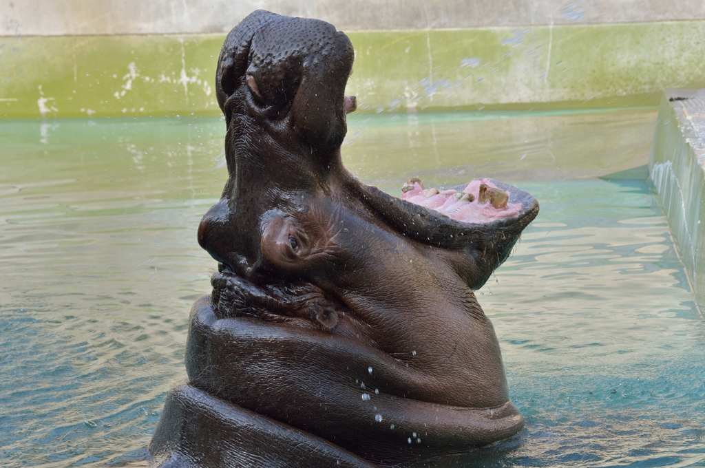  福岡動物園　カバ