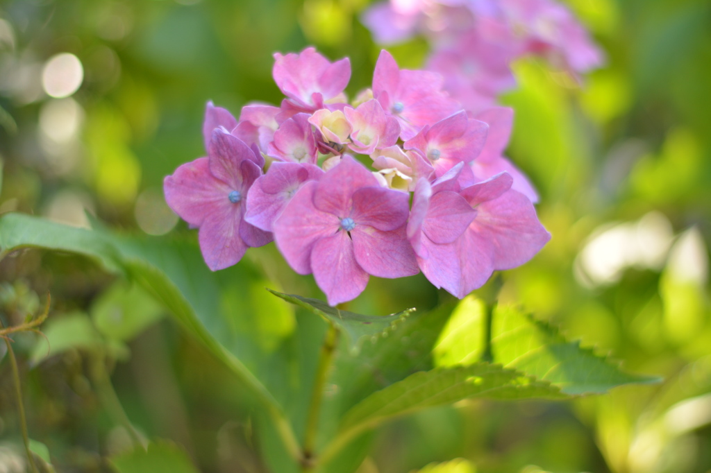 薄紫の紫陽花
