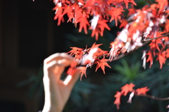 紅葉狩り