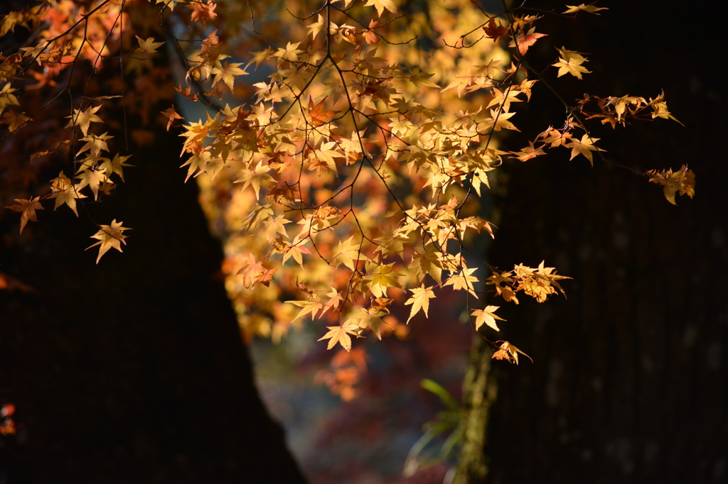 佛通寺の紅葉（黄）