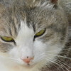 にゃんこ