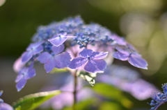 青紫の紫陽花