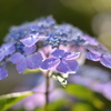 青紫の紫陽花