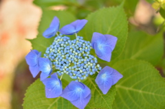 藍の紫陽花