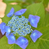 藍の紫陽花