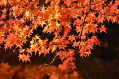 佛通寺の紅葉（紅）