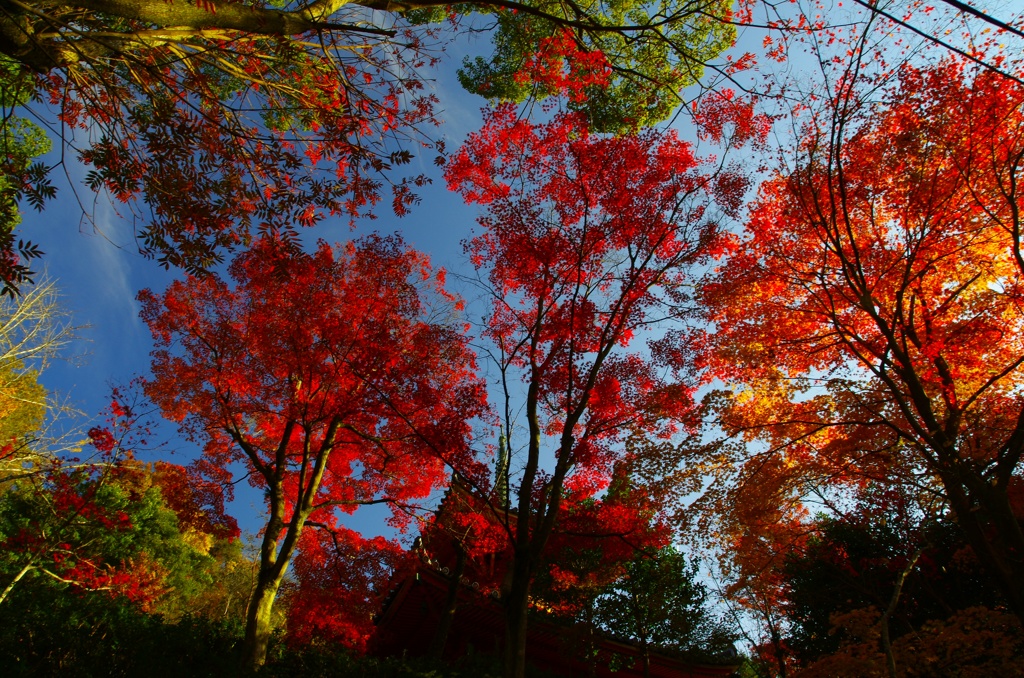 紅葉に包まれて