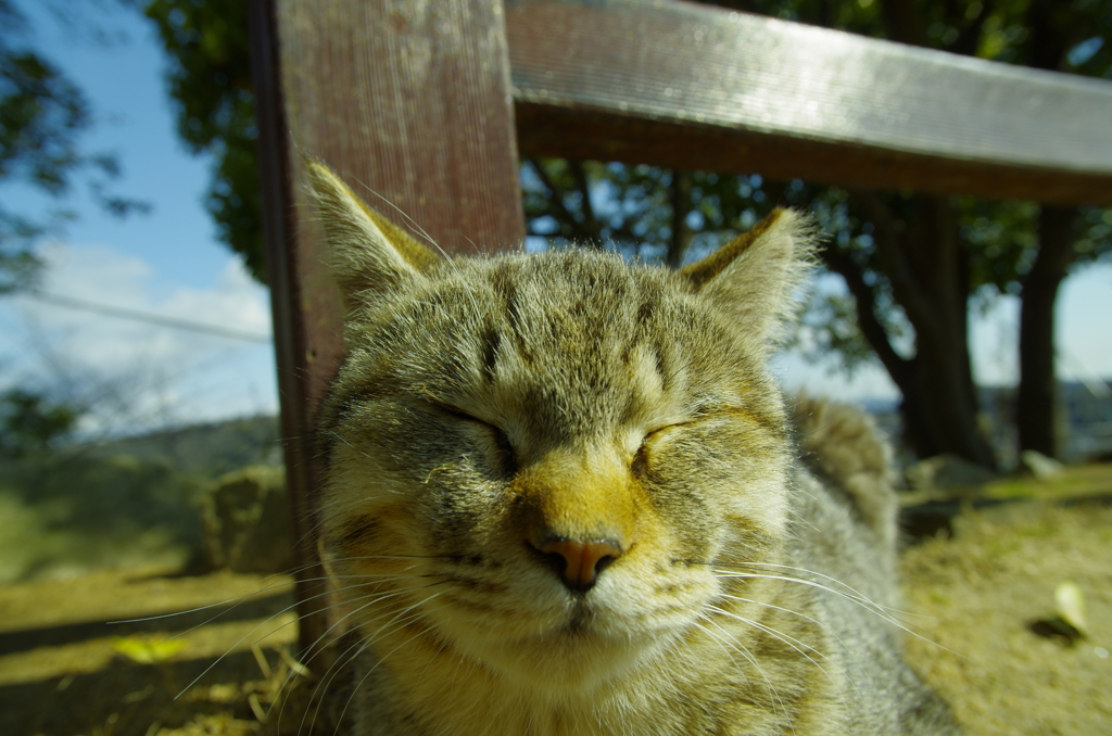 夢の中　Zzzz