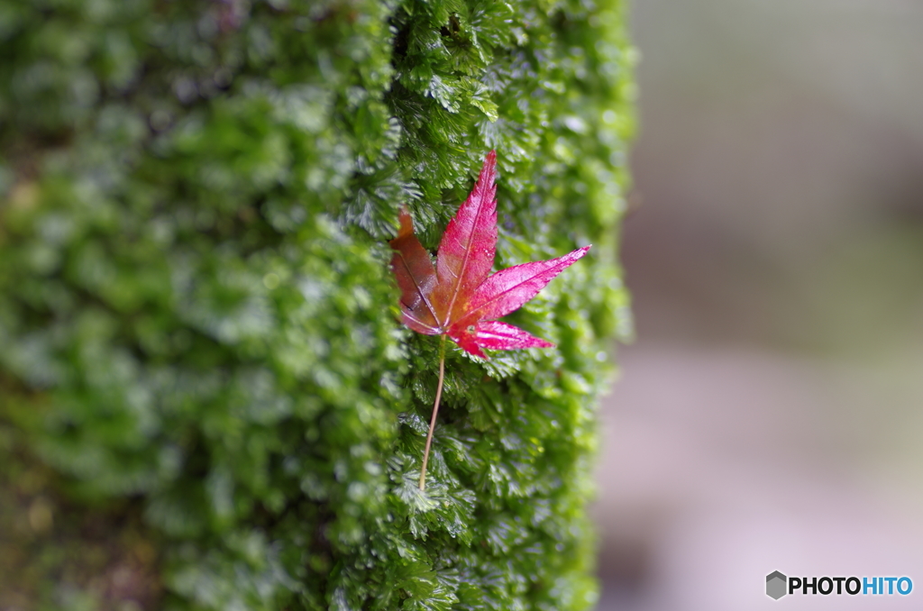 はやく……撮ってくれ 