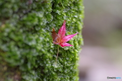 はやく……撮ってくれ 