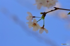 晴れのち桜