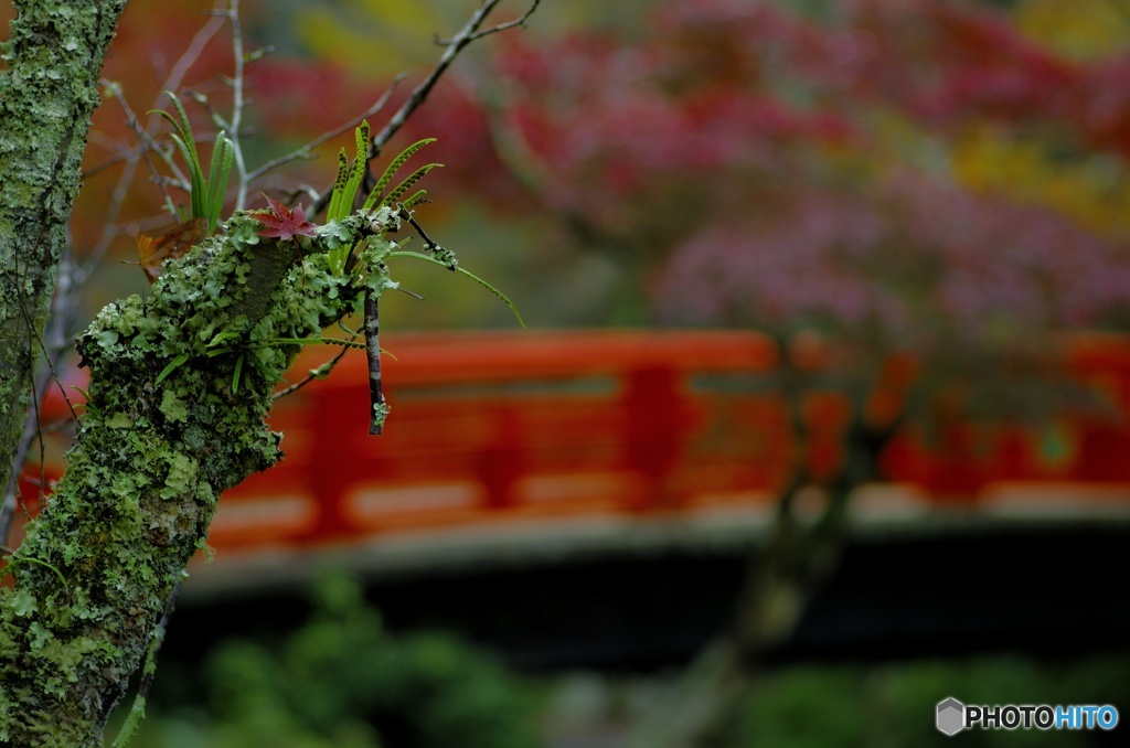 ちょい役紅葉