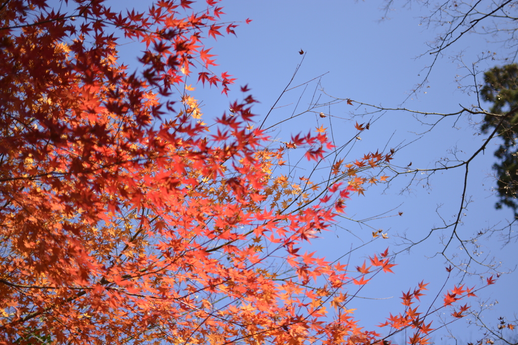 紅葉に