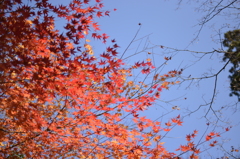 紅葉に