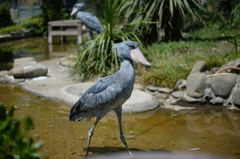 zoo5