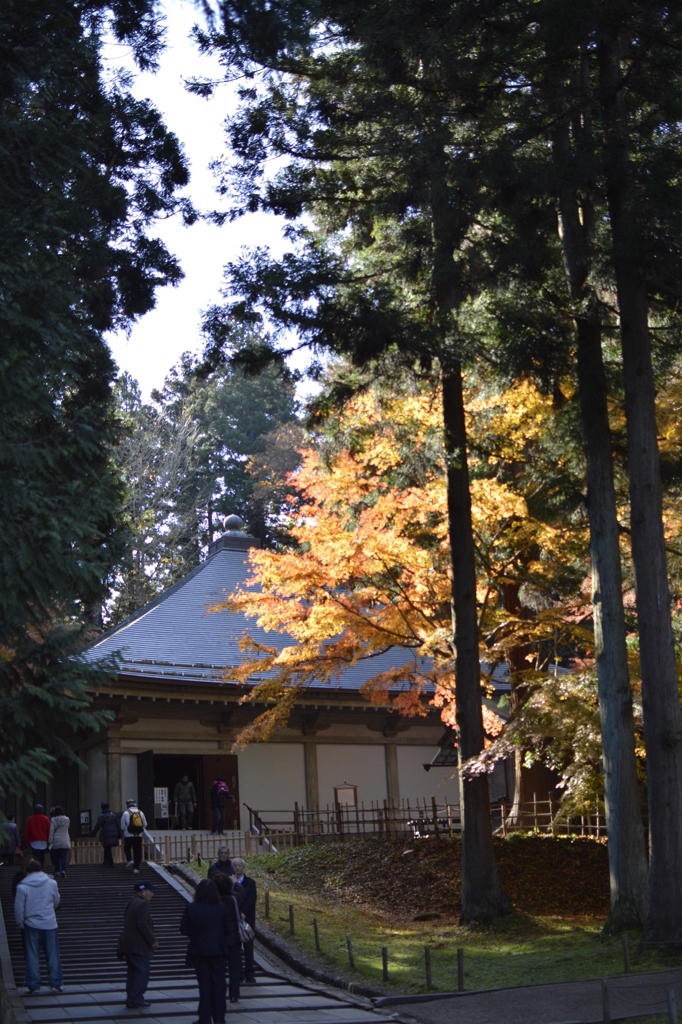 紅葉と