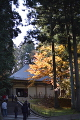 紅葉と