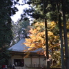 紅葉と