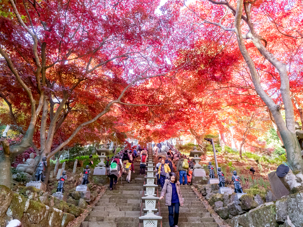 大山の紅葉