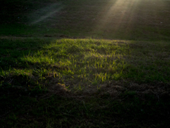 Sunshine