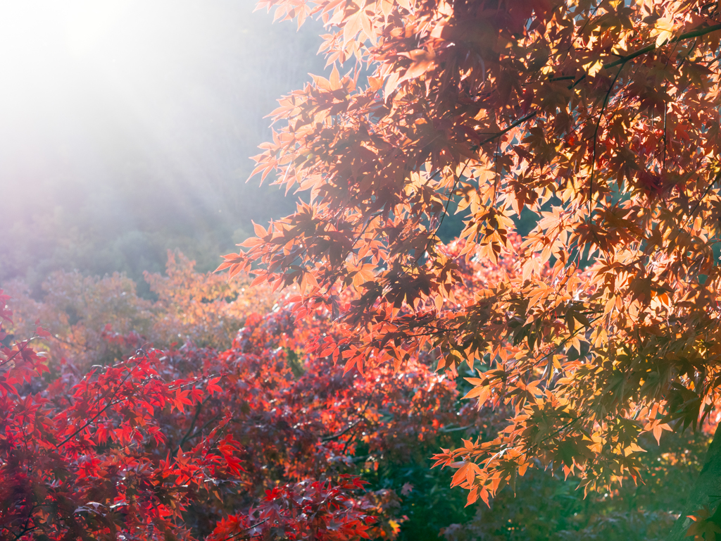 紅葉照らす光