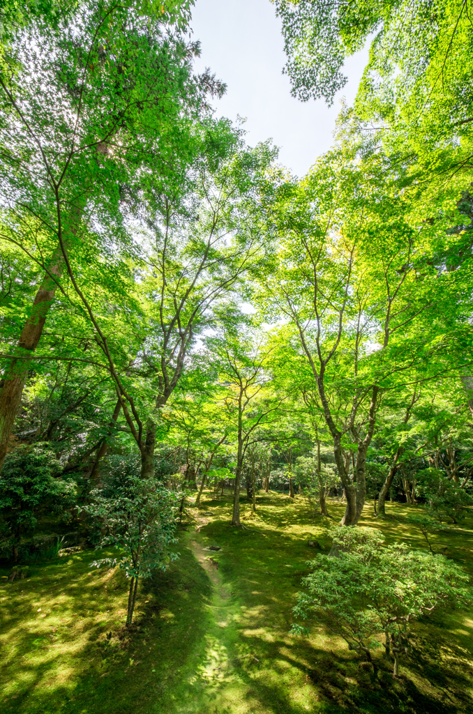 緑燦々