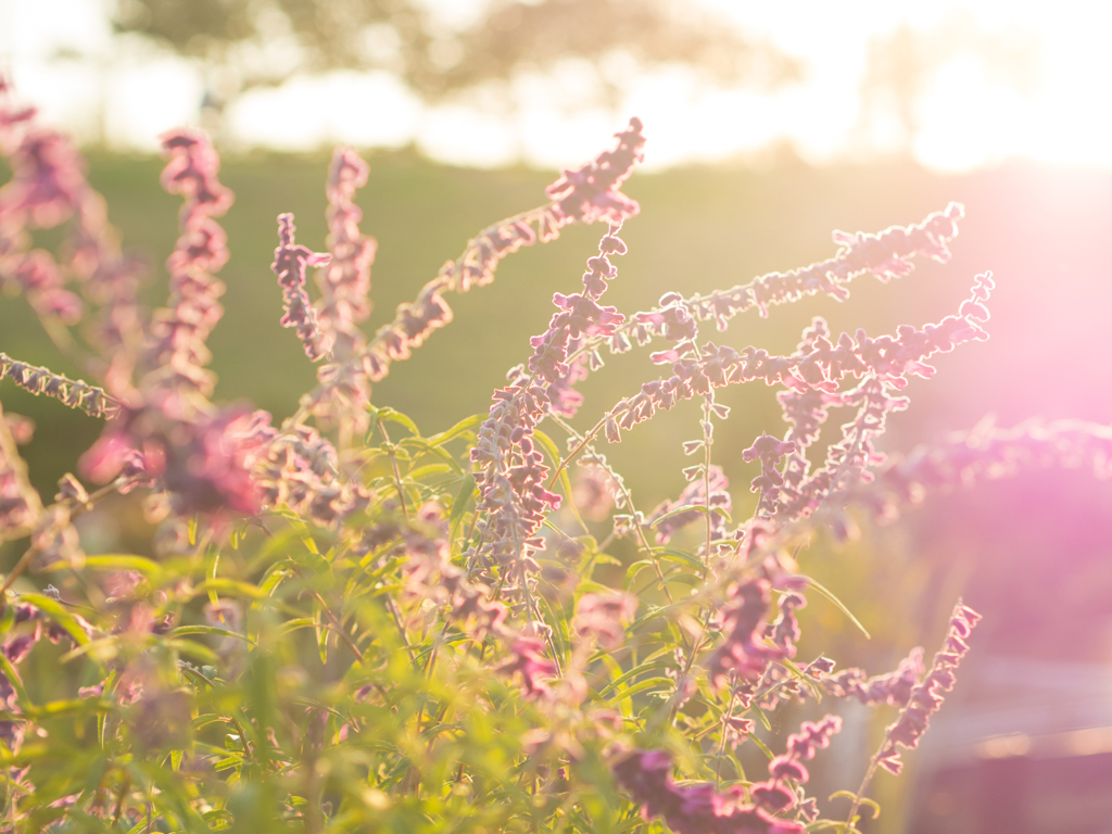 Flower sunshine 2
