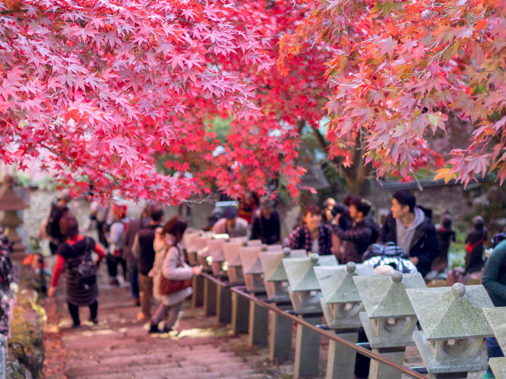 大山の紅葉3