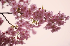 河津桜