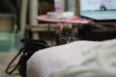 呼んだ？