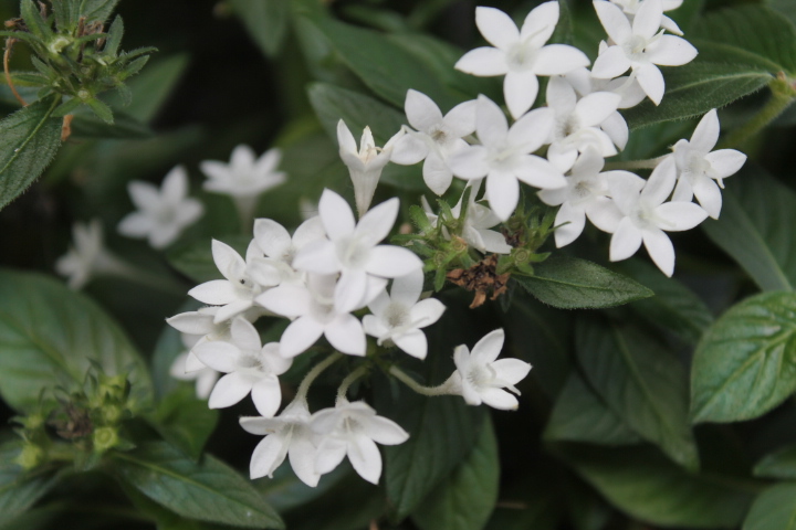 何のお花かしら・・・