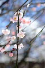 2014谷保天満宮　梅 7