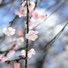 2014谷保天満宮　梅 7