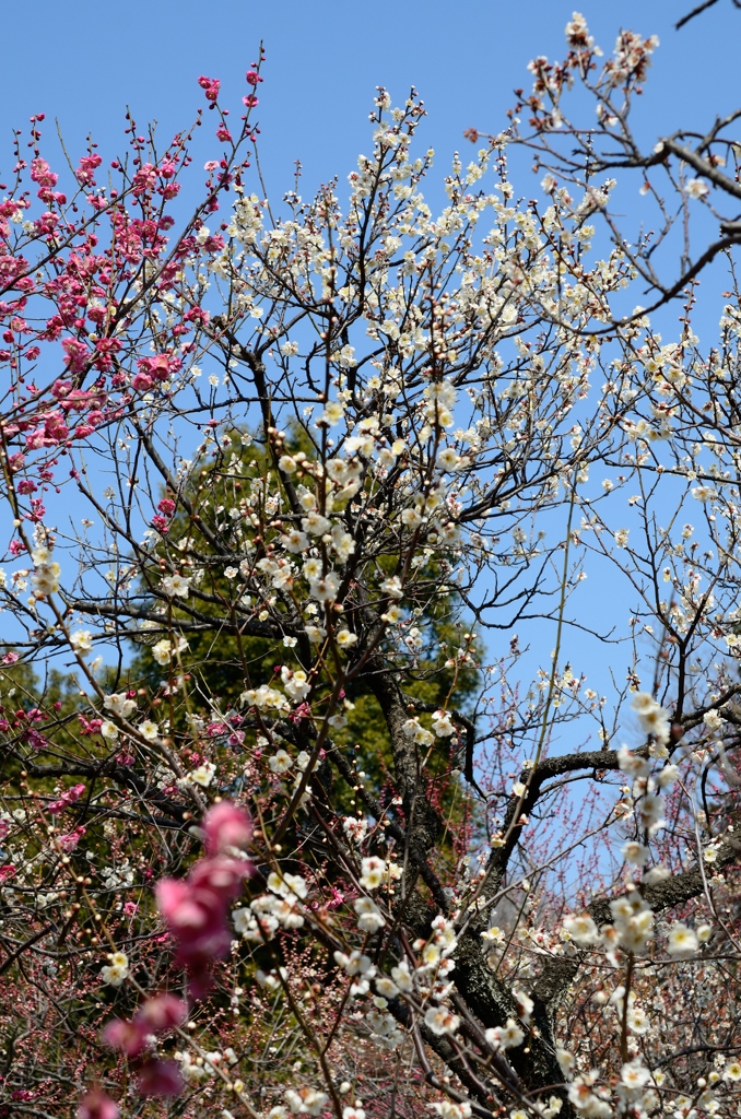 2014 梅　谷保天満宮 6