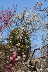 2014 梅　谷保天満宮 6