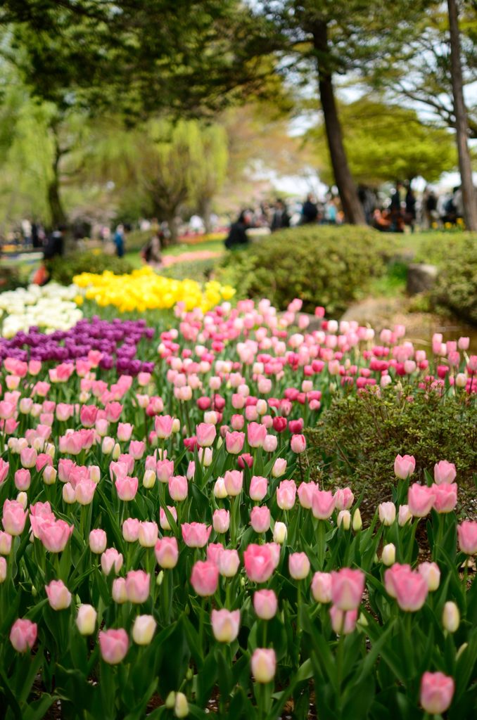 2014 チューリップ IN 昭和記念公園