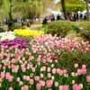 2014 チューリップ IN 昭和記念公園