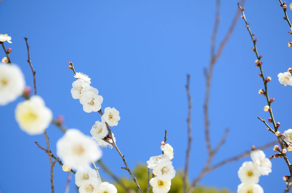 2014谷保天満宮　梅  4