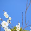2014谷保天満宮　梅  4