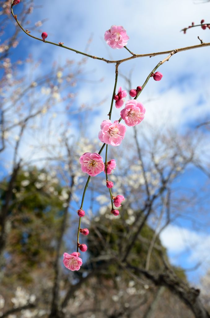 2014谷保天満宮　梅 6