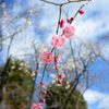 2014谷保天満宮　梅 6