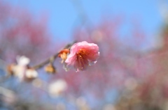2014 梅　谷保天満宮 5