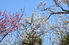 2014 梅　谷保天満宮 4