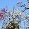 2014 梅　谷保天満宮 4