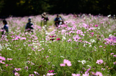 2013　コスモス　1