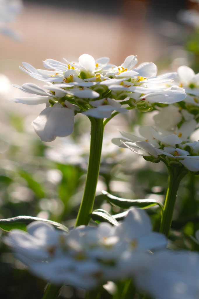 庭の花